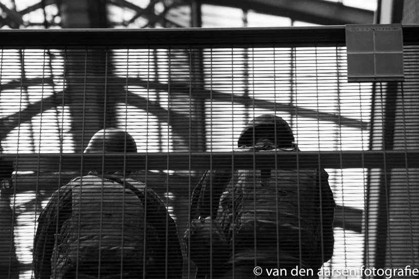 ns station roosendaal beveiliging 8