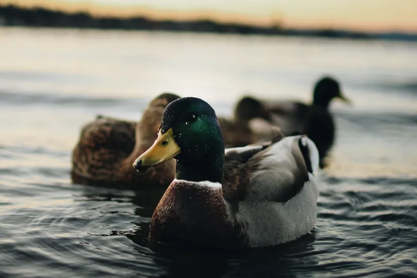 pexels aidan jarrett 660266 e1598169019639