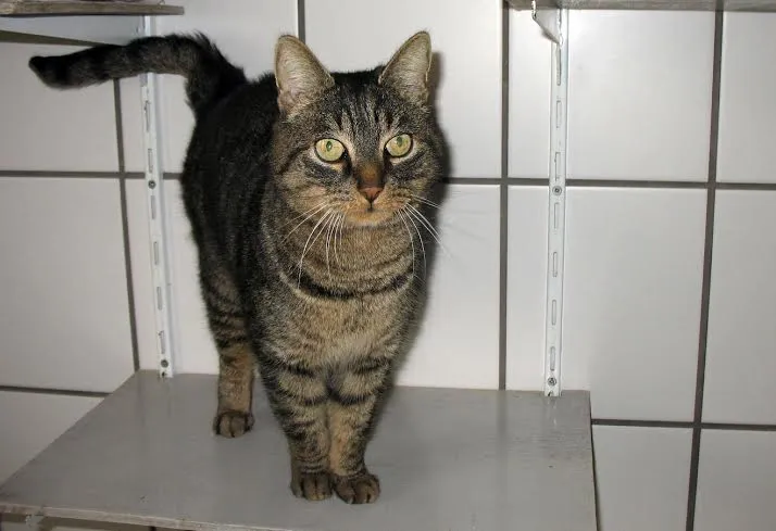 pip asiel roosendaal