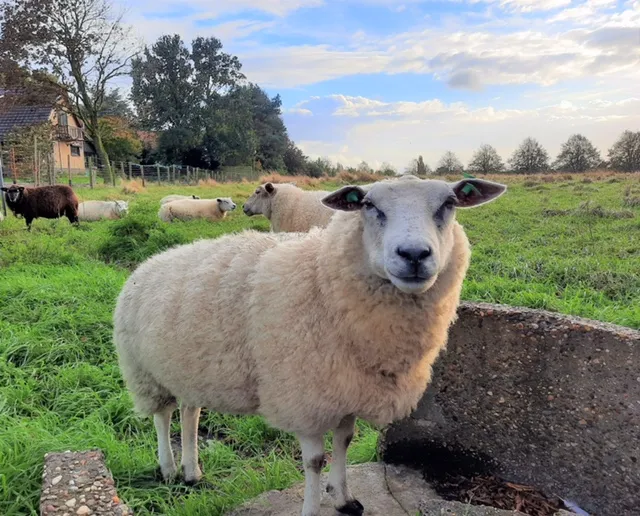 schaap rust momentje 3