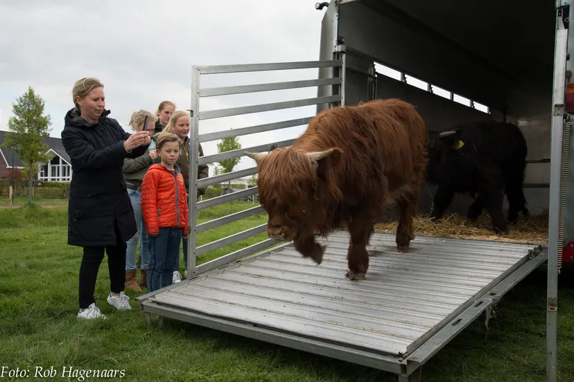 schotse hooglanders roosendaal 12