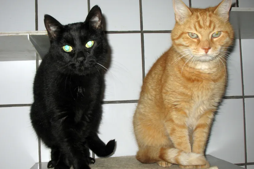 sissieenskipper17 10