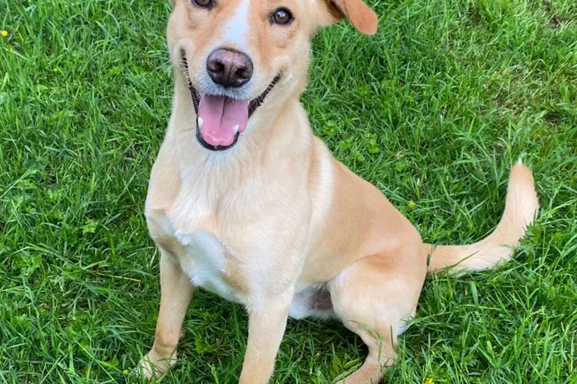 spetter27 5 e1654253154425