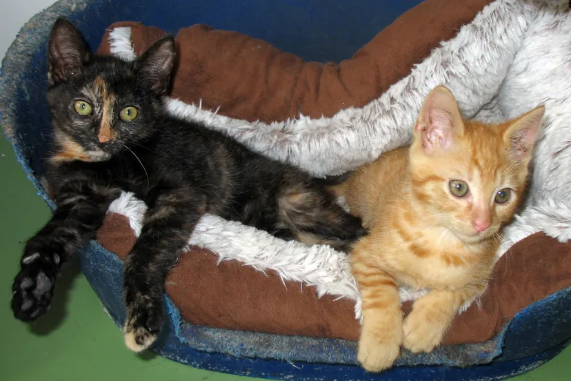 thunderenbliksem15 7