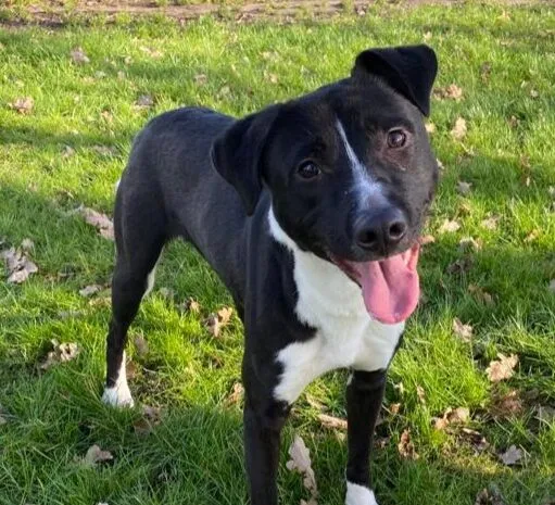 twinkie 29 1 e1645195621880