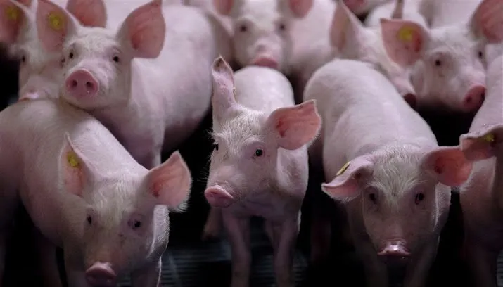 varkenshouders dagen provincie brabant 715x408