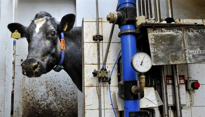 zlto naar de rechter om brabant veebeleid