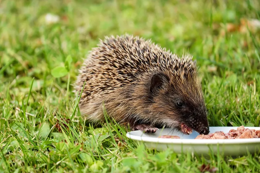 hedgehog 1581807 1280