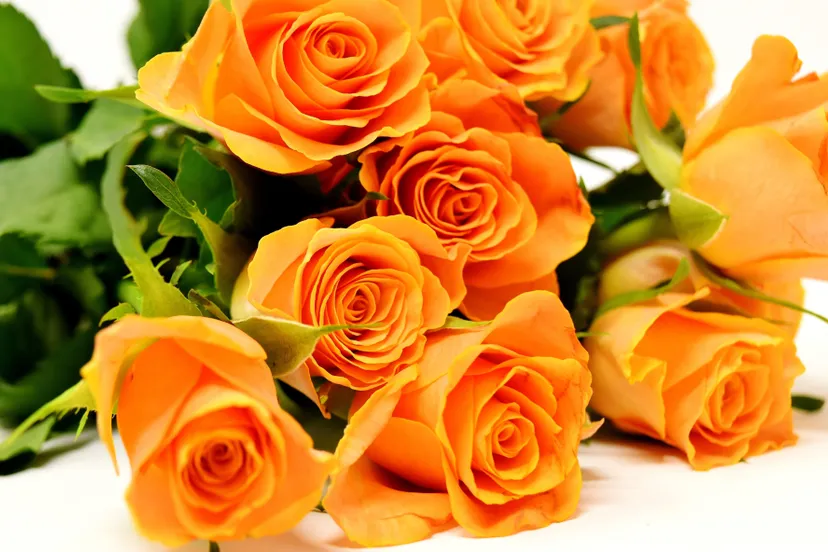 alexas_fotos-roses-3418141