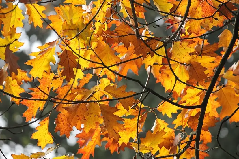 herfst-in-nederland