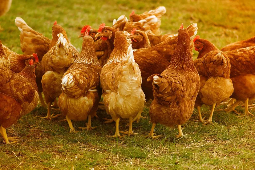 chicken ga81ff87df 1920