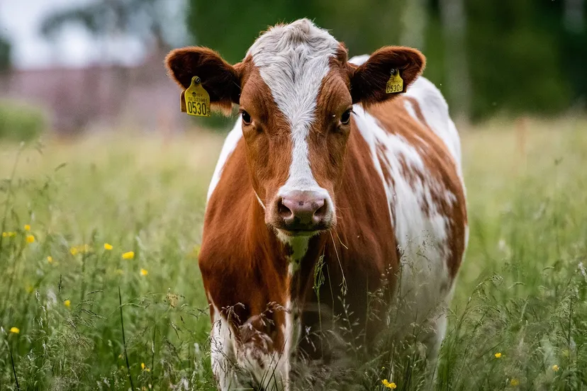 cow g706030cbd 1920