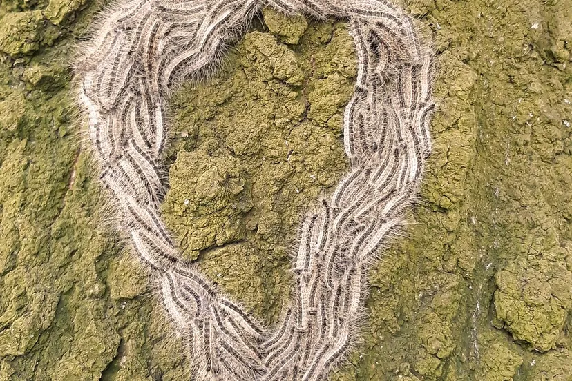 eikenprocessierups 4258616 1920