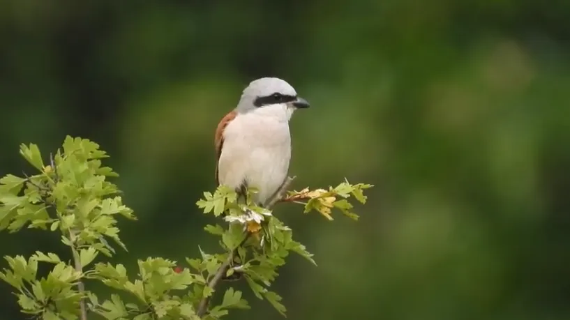 grauwe klauwier michael de vries