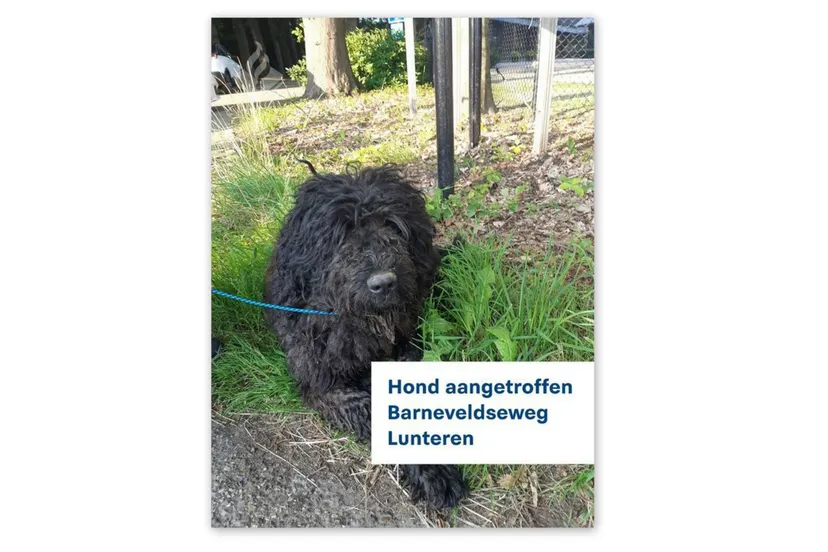 hond aangetroffen lunteren scaled