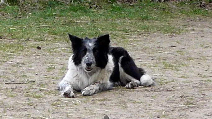 hond