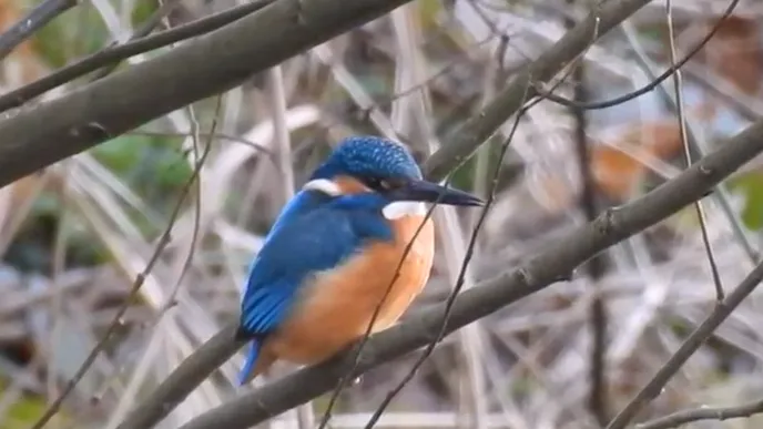 ijsvogel michael de vries