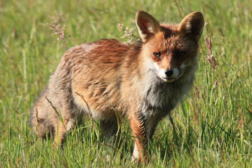 jonge vos nc veluwe