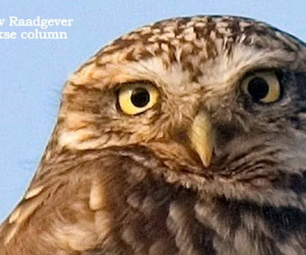 juffrouw raadgever3 600x500 1