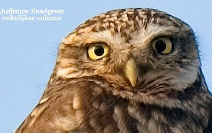 juffrouw raadgever3 scaled 915x518 1