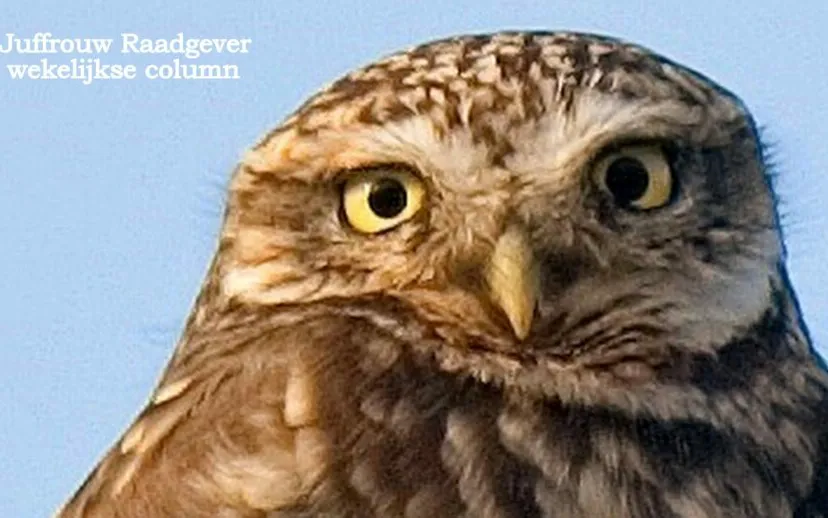 juffrouw raadgever3 scaled 915x518 1