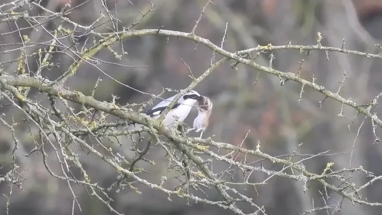 klapekster met muisje michael de vries