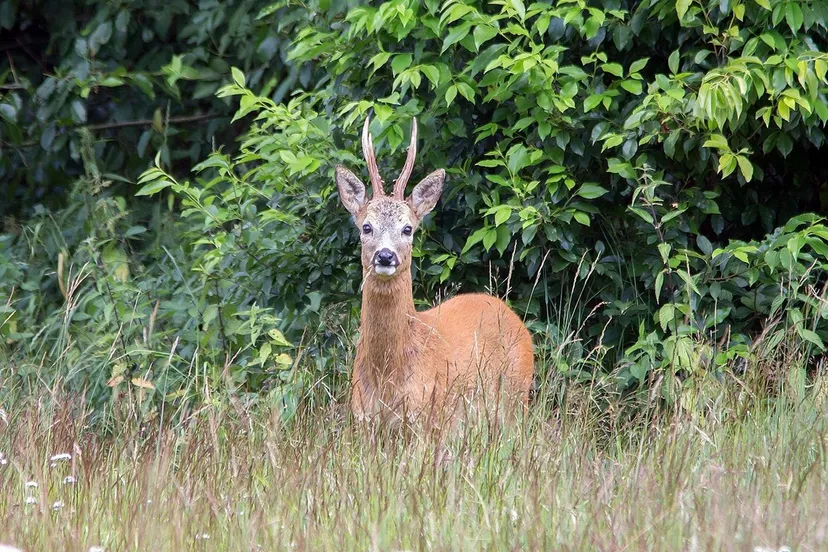 nc veluwe reebok