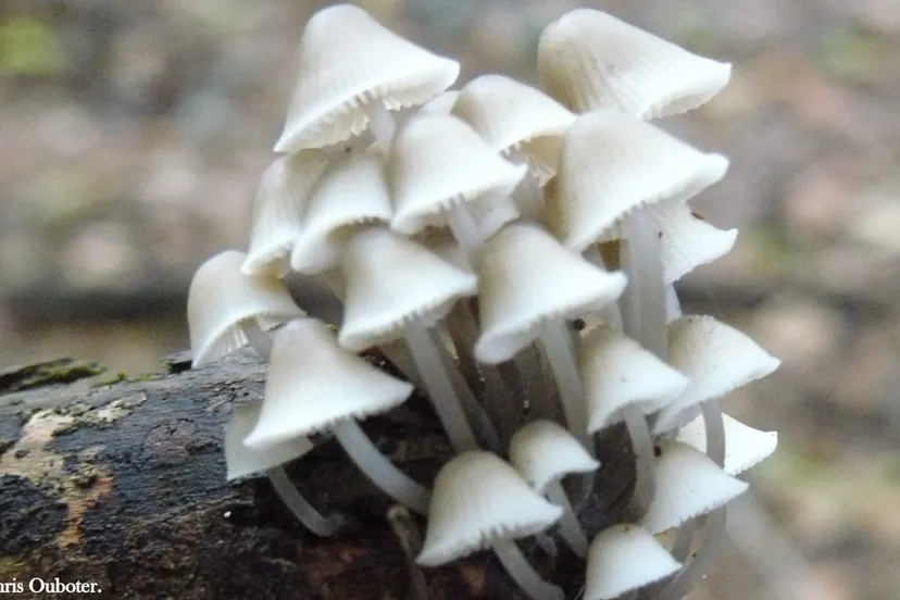 paddestoelgroep scaled