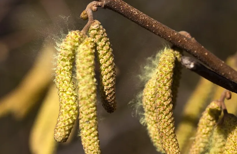 pollen