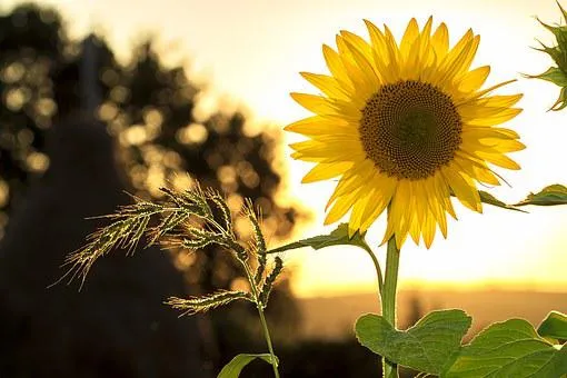 sunflower 1127174 340