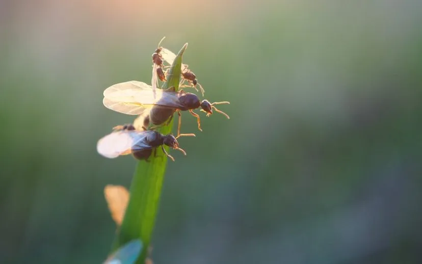 vliegende mieren 915x518