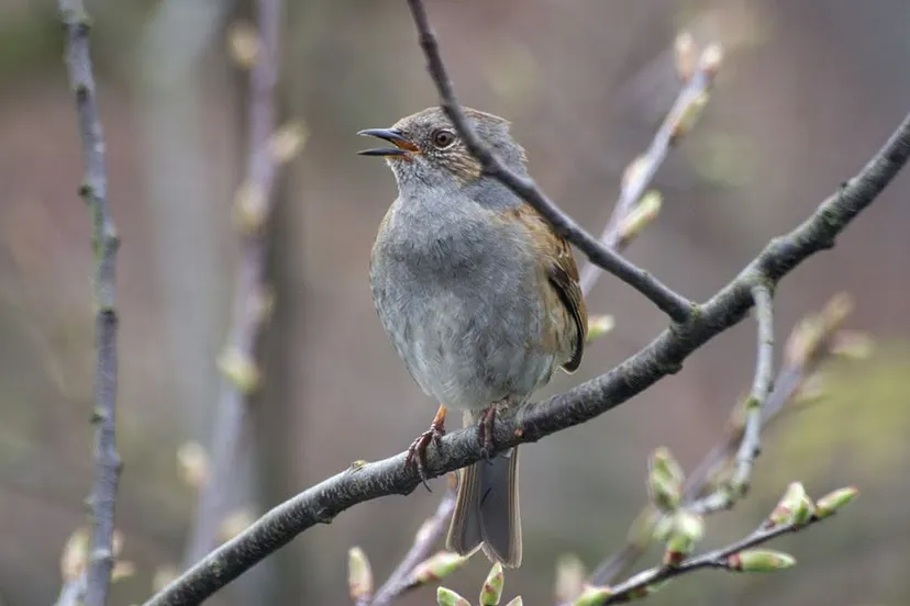 vroege vogels nc veluwe
