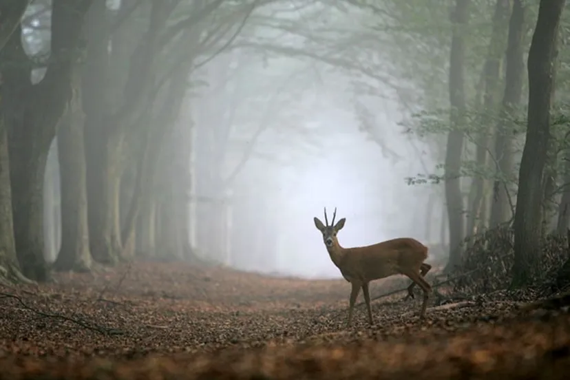wild vroeg in de morgen