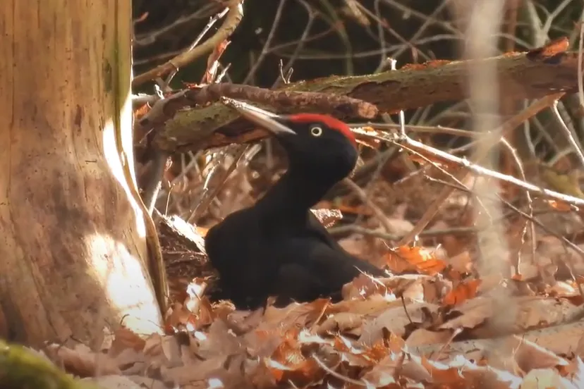 zwarte specht foto michael de vries