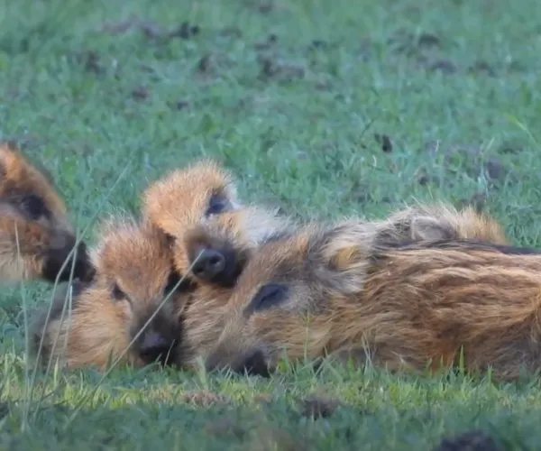 zwijntjes c2a9 michael de vries 600x500