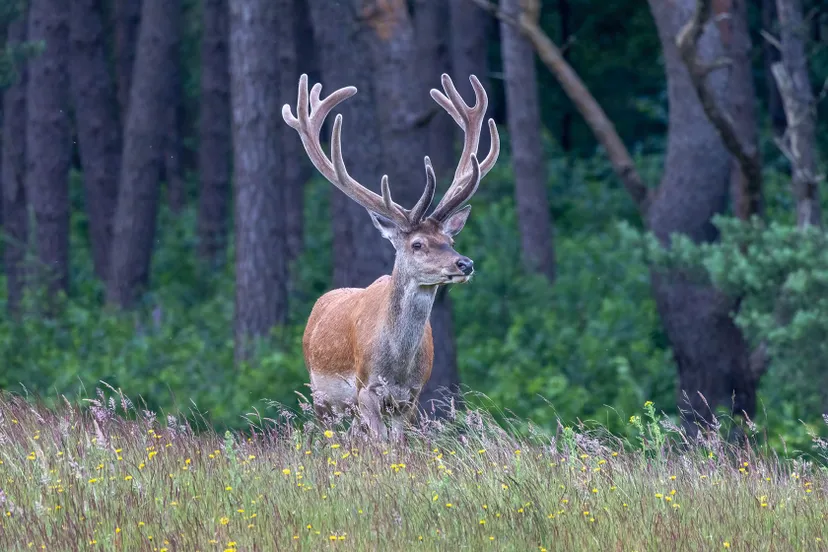 geweidrager wildkansel 1 foto gerard heijink nc veluwe