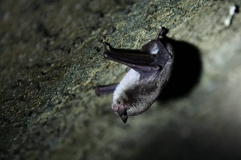 vleermuis 02 nc veluwe