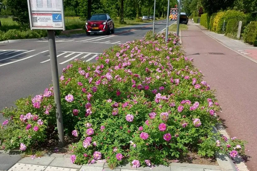 rozenperk aan stationsweg 0