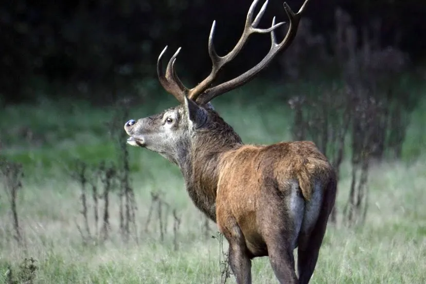 edelhert bronst - nc veluwe