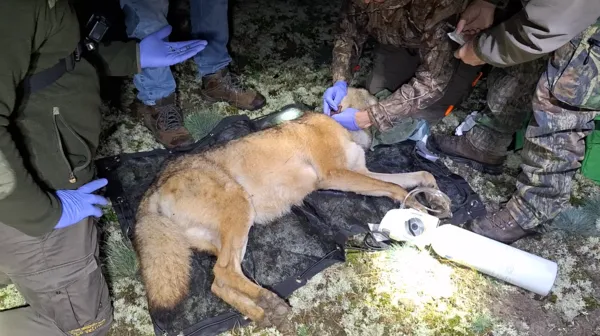 Schermafbeelding_3_video_zenderen_-_National_Park_de_Hoge_Veluwe