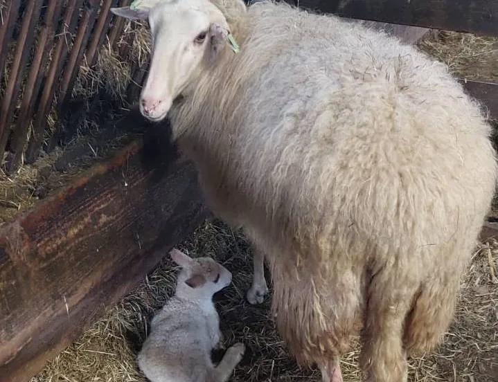 Eerste lammetje 2026 - foto Aart van den Brandhof