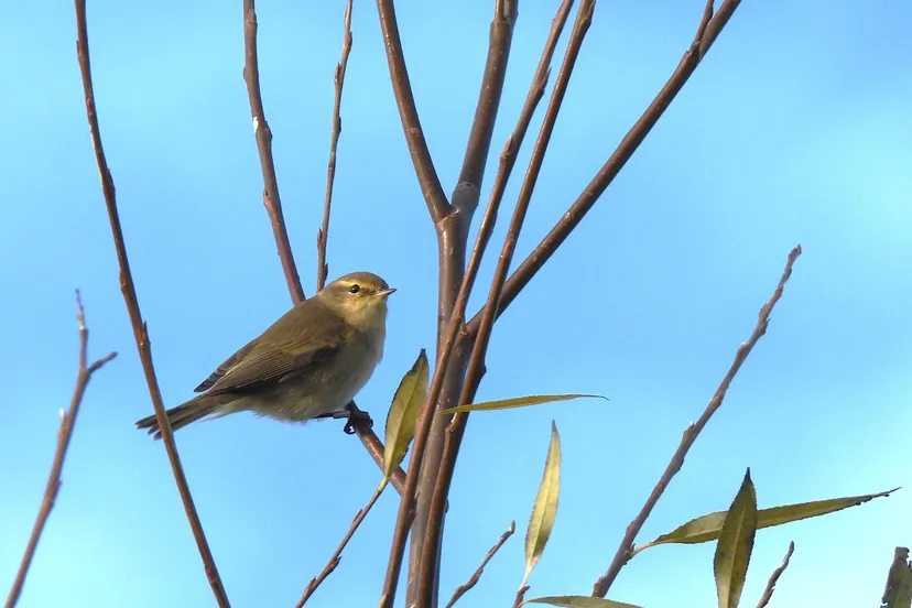 tjiftjaf - harm roseboom sr - nc de ginkel