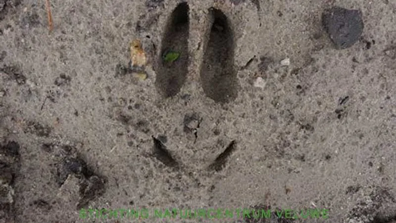sporen1