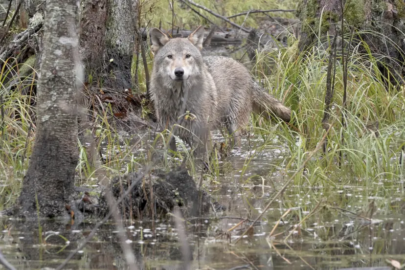 wolf-st-15-jpg-sd-high-photo-by-cees-van-kempen
