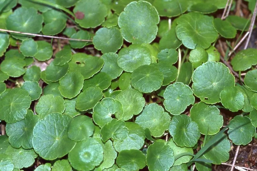 1024px hydrocotylevulgaris waternavel christian fischer cc by sa 30