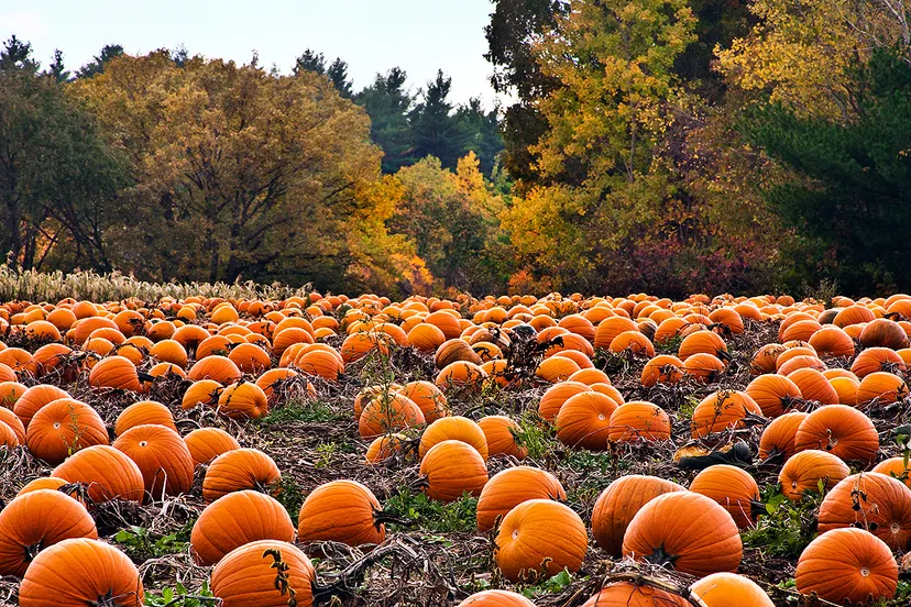 10742561004 7ee44eb201 k liz west cc by 20 pumpkin patch