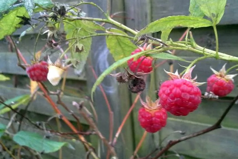 20151217 152557 frambozen in december