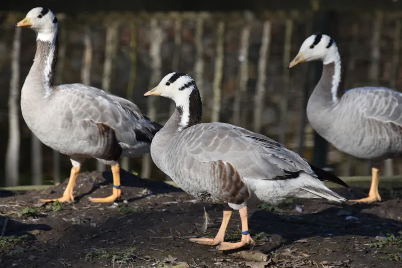 20230213 indische streepkopgans