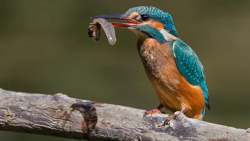 aadkdrzbu49mq8l34rgy86qmg ijsvogel