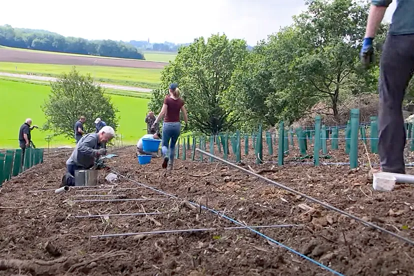 aanplant wijnstokken wijndomein watersley